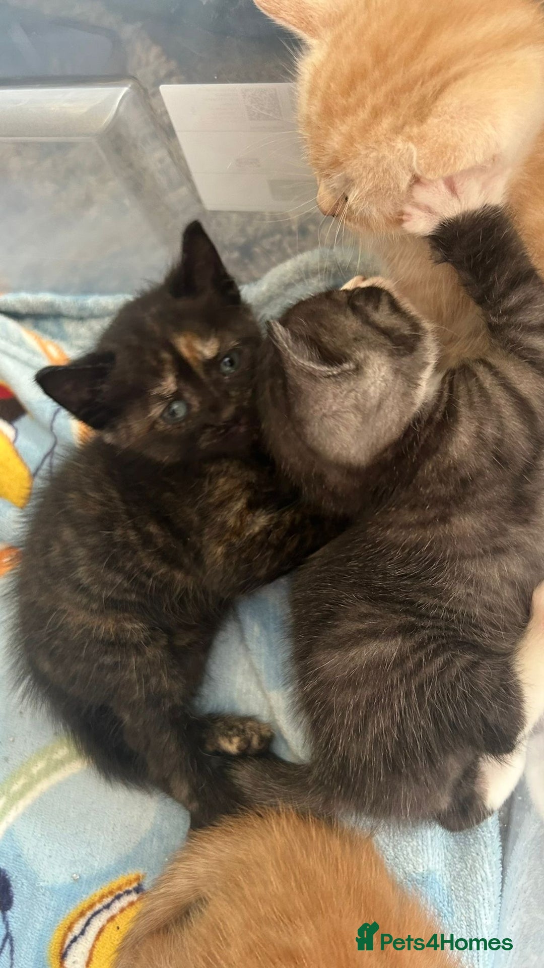 Mixed Breed cats for sale: British Shorthair X Kitten - Image 3
