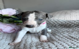 Whippet dogs for sale: 🏆KC Whippet Puppies - Gentle, Elegant & Loving🏆 - Image 11