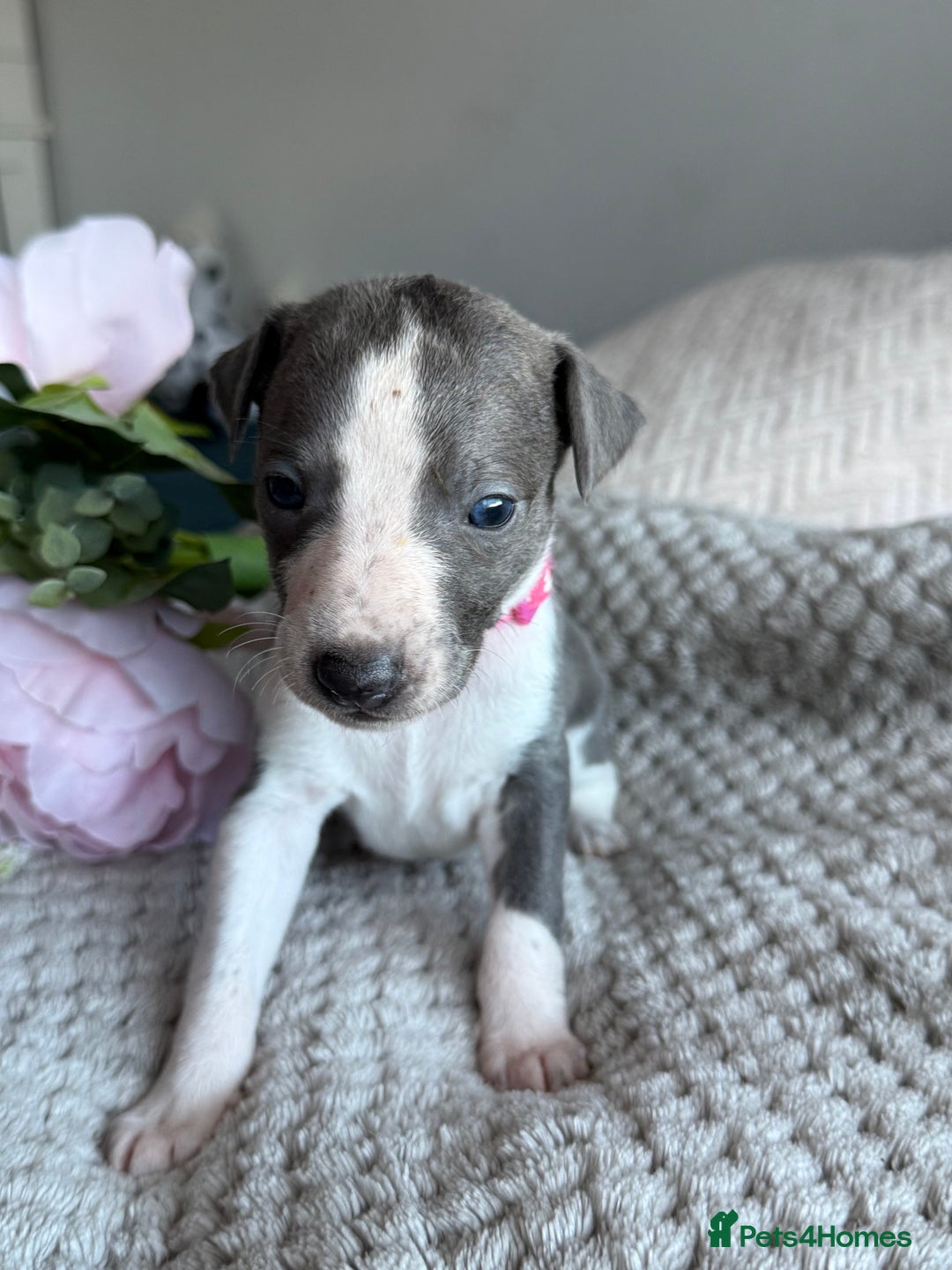 Whippet dogs for sale: 🏆KC Whippet Puppies - Gentle, Elegant & Loving🏆 - Image 11