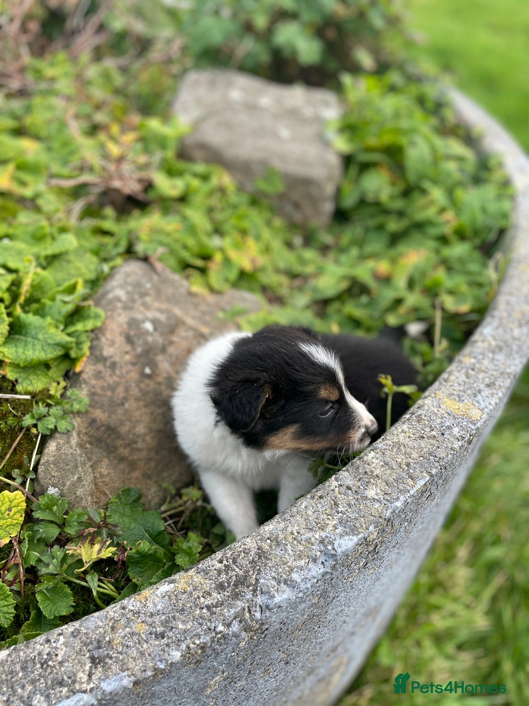 Mixed Breed dogs for sale: Border Jack Puppies (Border Collie X Jack Russel) - Image 24