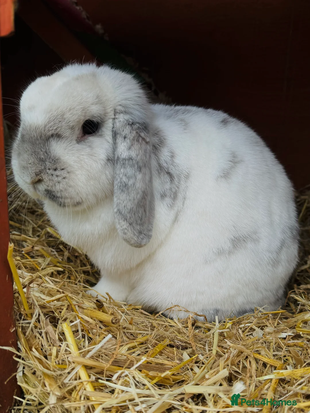 Mini Lop rabbits for sale: Beautiful Mini lop  - Advert 3
