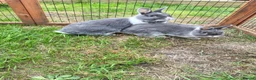 Netherland Dwarf rabbits for sale: Young female Netherlands dwarf rabbits in Weymouth - Advert 2