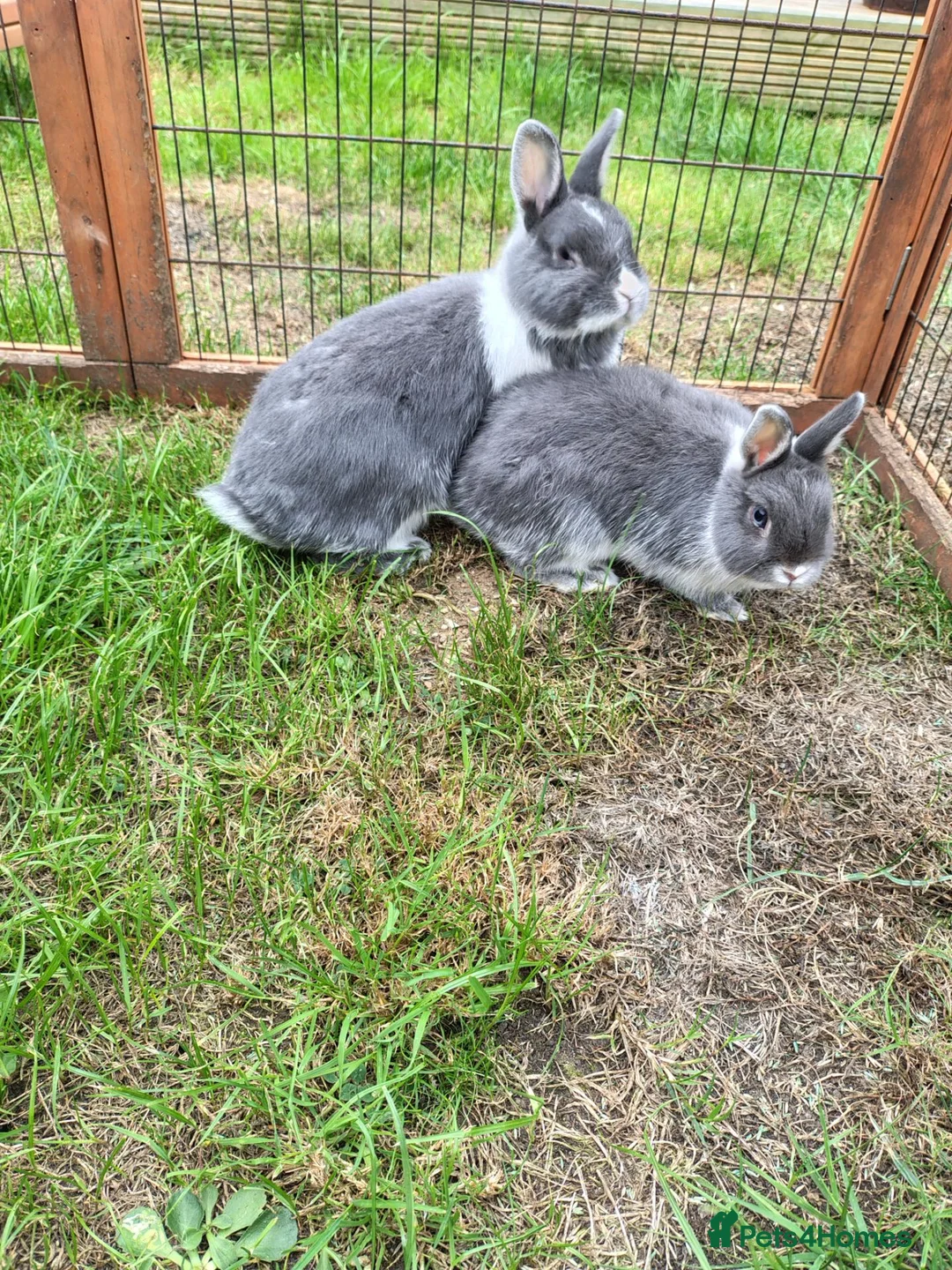 Netherland Dwarf rabbits for sale: Young female Netherlands dwarf rabbits in Weymouth - Advert 2