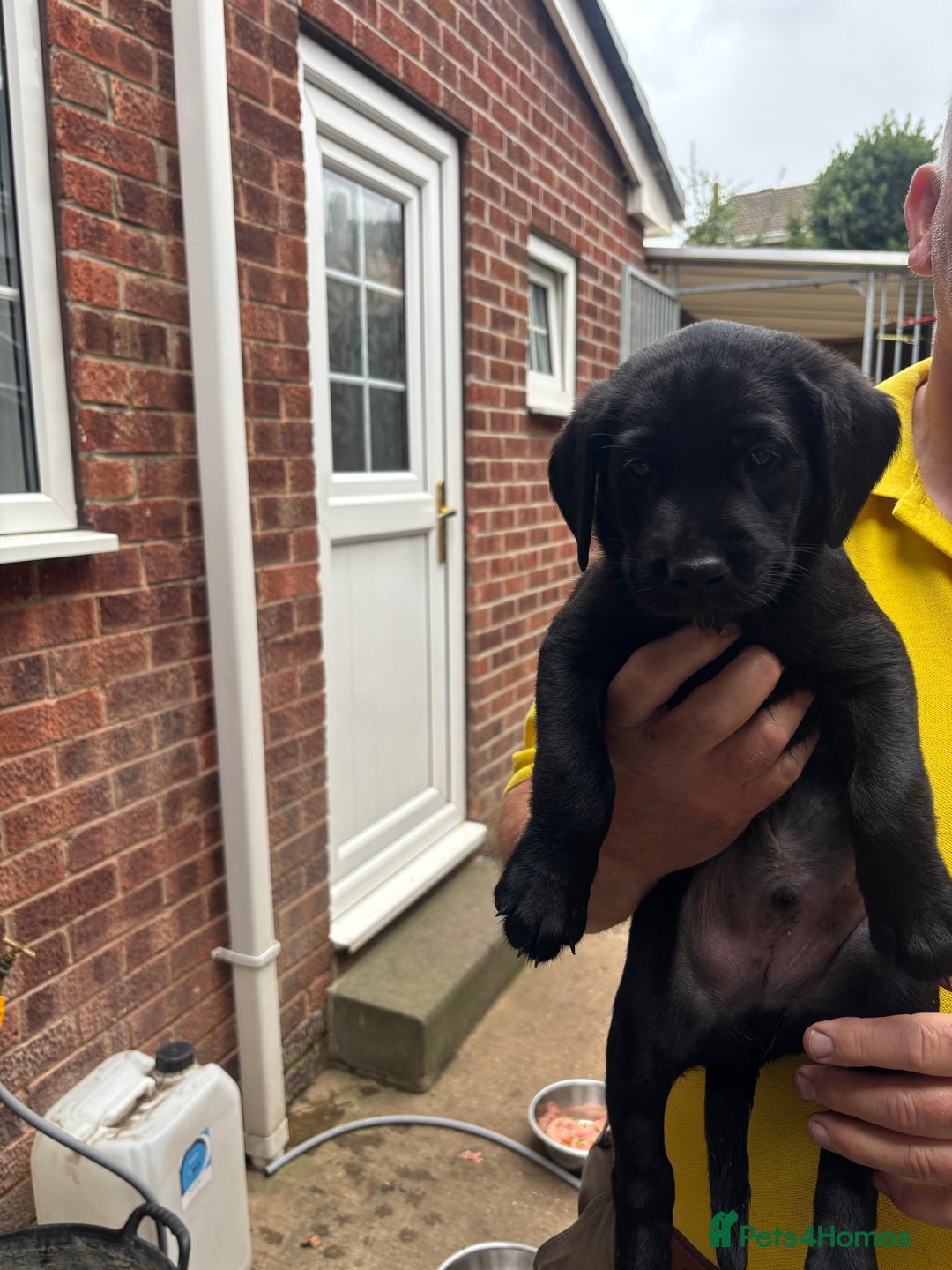 Labrador Retriever dogs for sale: Working Labradors  - Image 20