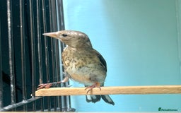Finches birds for sale: juvenile goldfinches available! 2025 bbc rung!  - Image 3