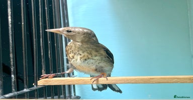 Finches birds - Advert 7