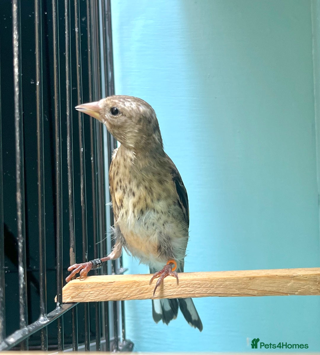 Finches birds for sale: juvenile goldfinches available! 2025 bbc rung!  - Image 3
