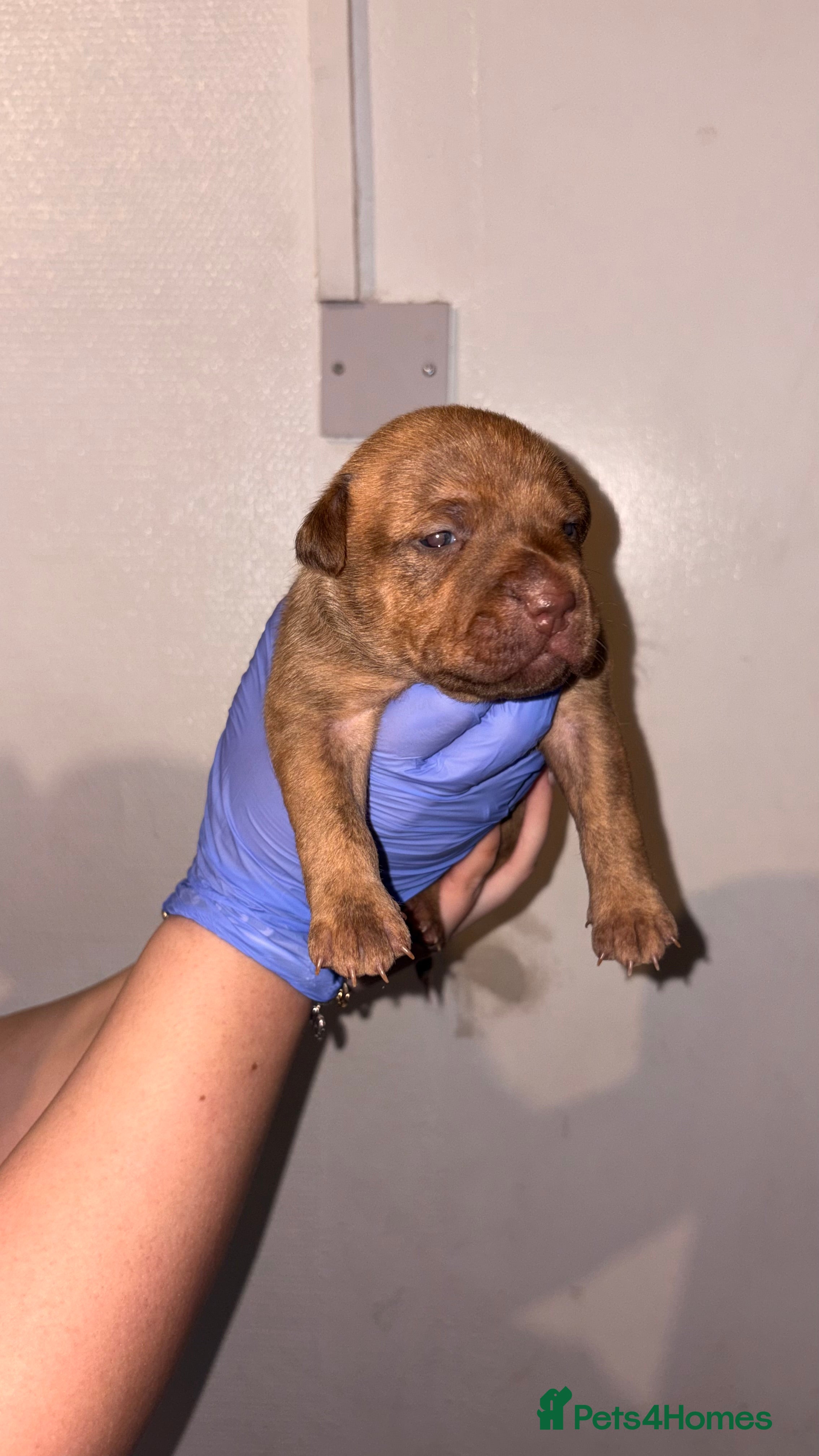 American Bull Staffy dogs 1 beautiful puppy available - Advert 2