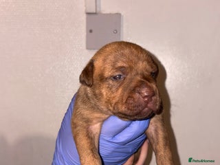 American Bull Staffy dogs 1 beautiful puppy available - Advert 2