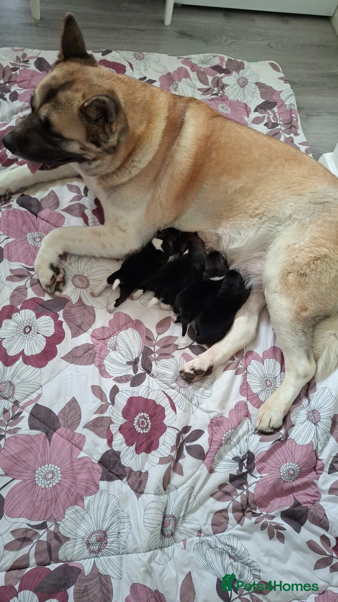 Akita dogs for sale: Gorgeous Full American Akita Pups in London - Advert 1