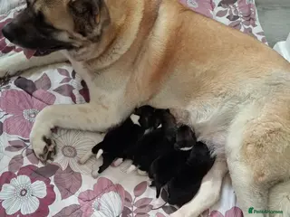 Akita dogs Gorgeous Full American Akita Pups - Advert 5