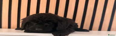 Cockapoo Puppy 5