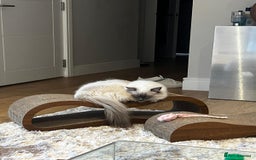 Ragdoll cats for sale: Rare Mink and blue mitted Ragdoll kittens  - Image 5