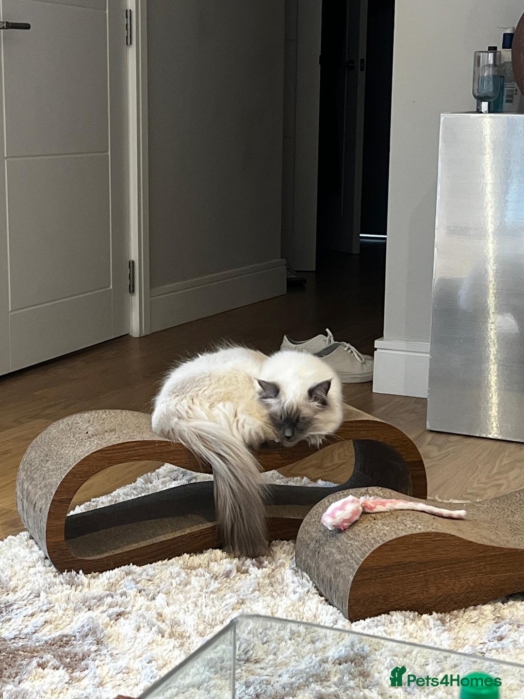 Ragdoll cats for sale: Rare Mink and blue mitted Ragdoll kittens  - Image 5