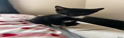 Domestic Shorthair cats for sale: Tuxedo male kitten 🐈‍⬛  - Advert 4