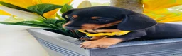 Miniature Dachshund dogs for sale: STUNNING Miniature Dachshund Puppies!!! - Advert 10