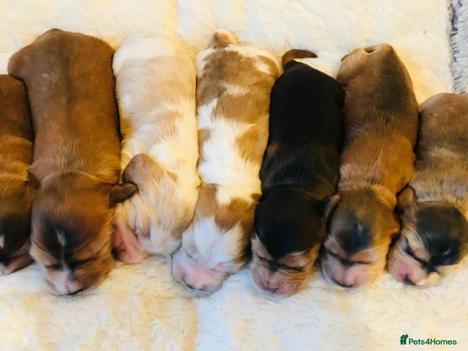 Cocker Spaniel dogs KC Reg,Health Tested, Show Cocker Spaniel Puppies  - Advert 2