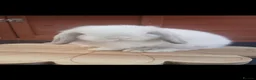 Mini Lop rabbits for sale: Stunning purebred mini lop babies - Advert 15