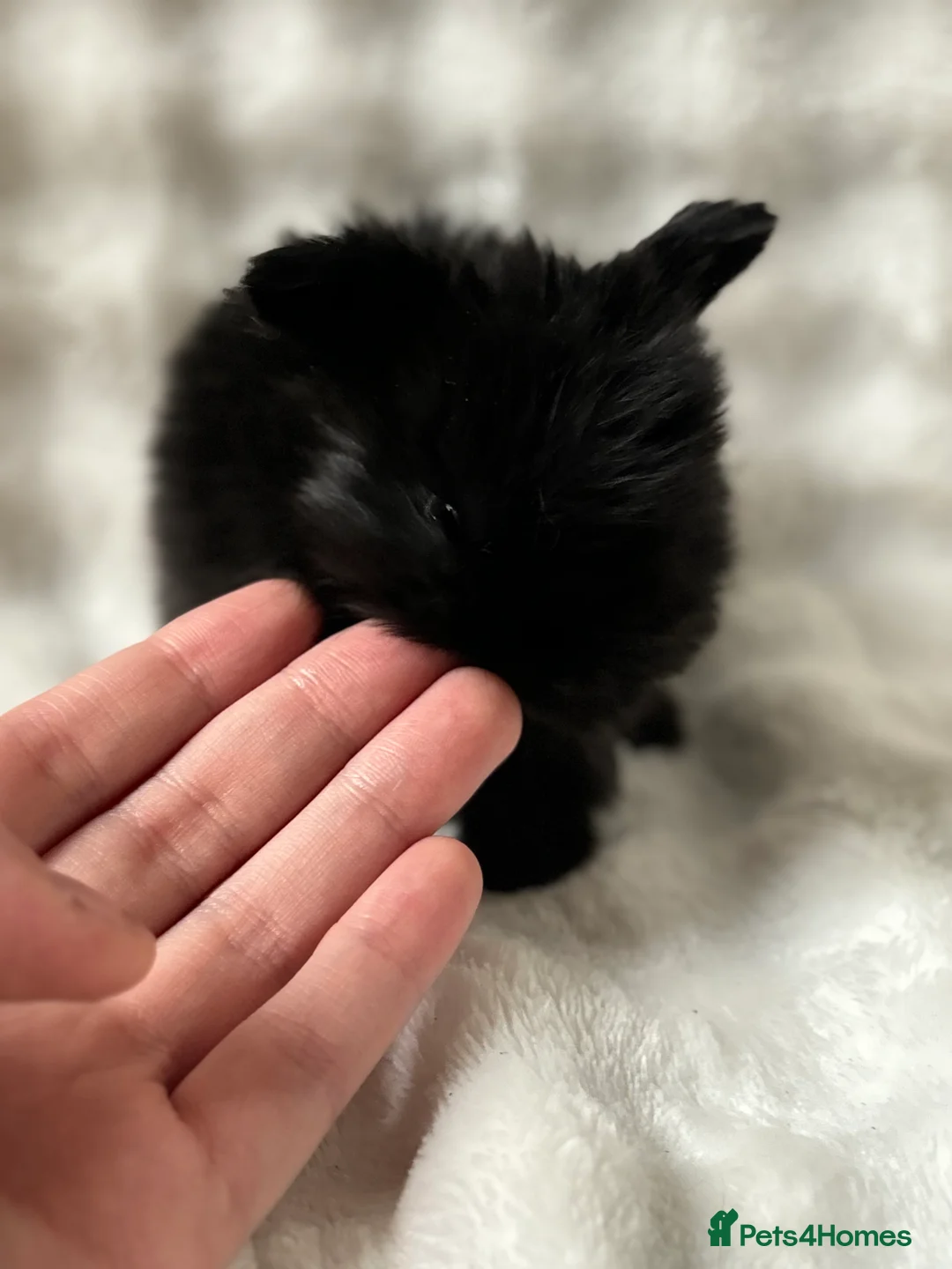 Mini Lop rabbits for sale: Beautiful Pure Bred Mini Lops - Advert 4