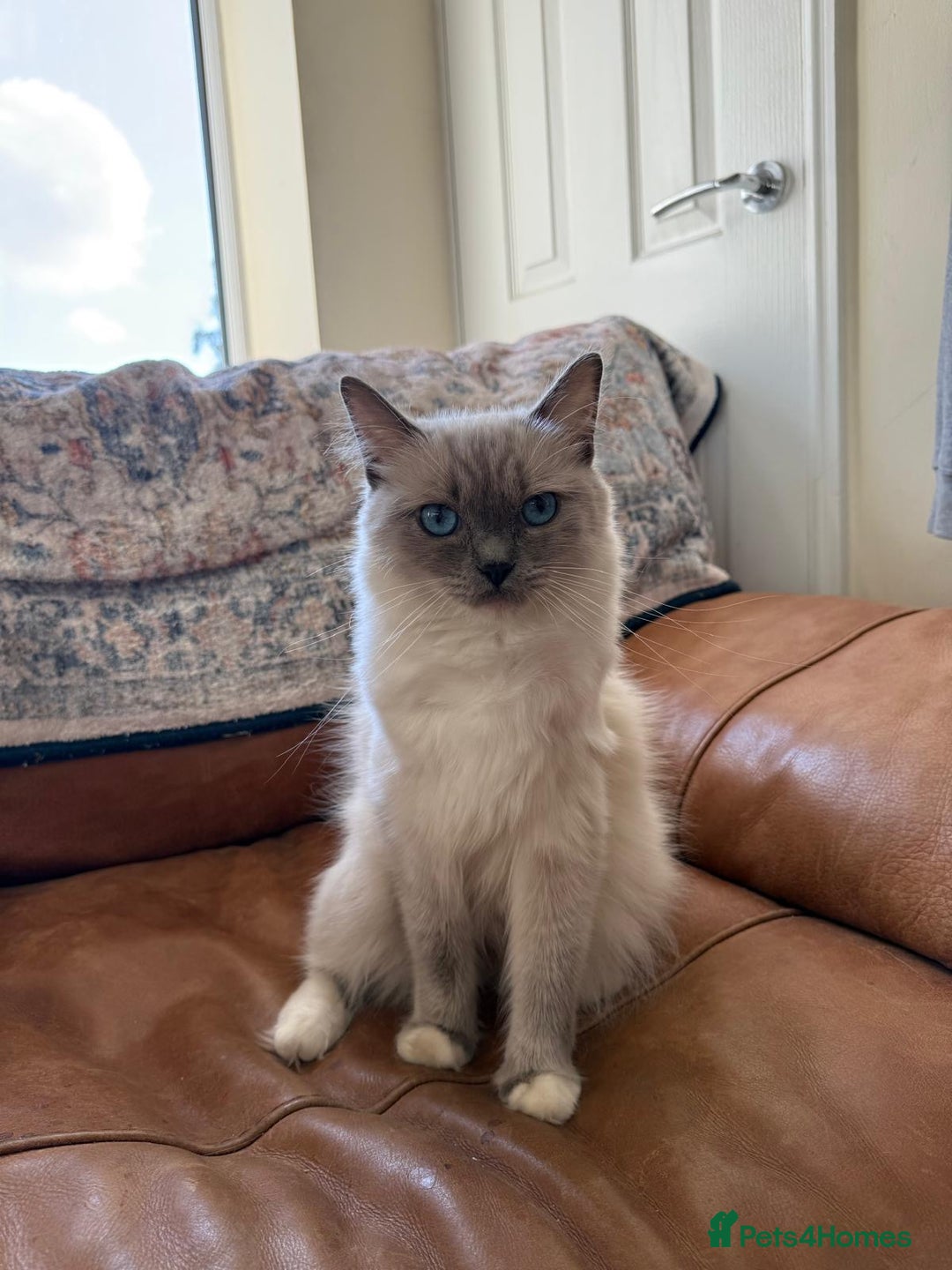 Ragdoll cats for sale: True to type, pure bred Ragdoll kittens  - Image 12