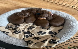 Dachshund dogs for sale: 4 long haired miniature dachshunds. - Image 12