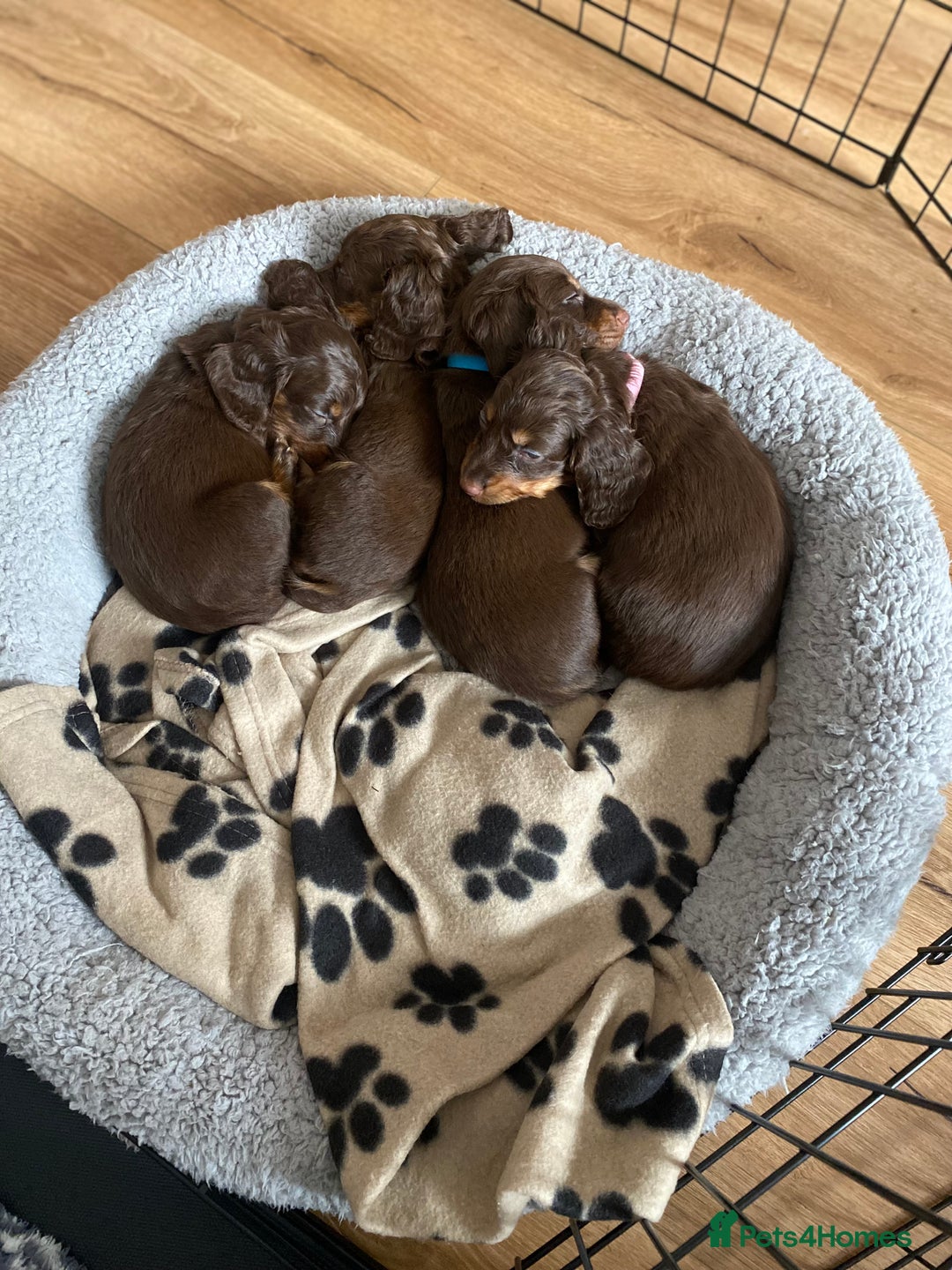 Dachshund dogs for sale: 4 long haired miniature dachshunds. - Image 12