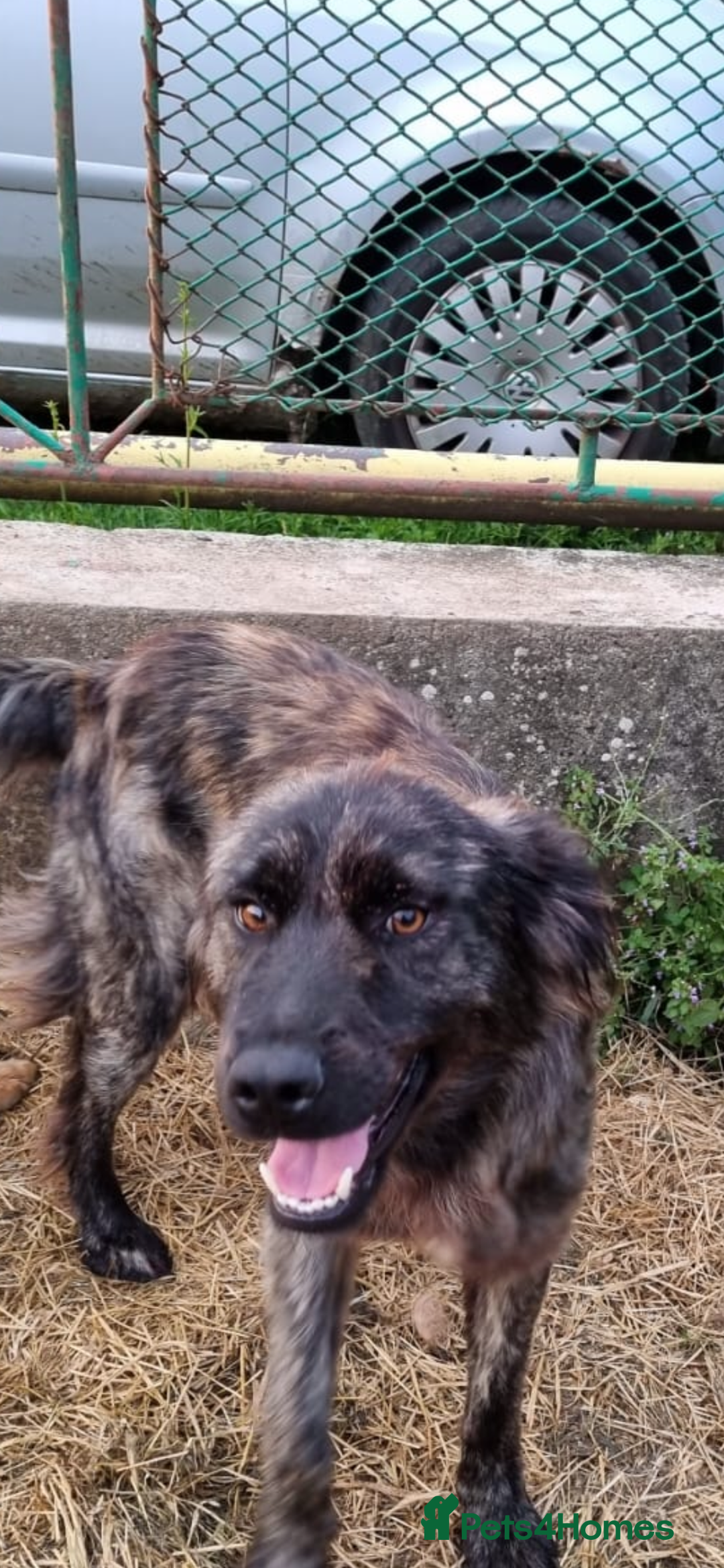 Mixed Breed dogs for adoption: 🆘‼️AT RISK OF BEING EUTHANISED! - Image 8