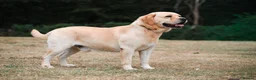 Labrador Retriever dogs for sale: Hector is in need of a new home  - Advert 3
