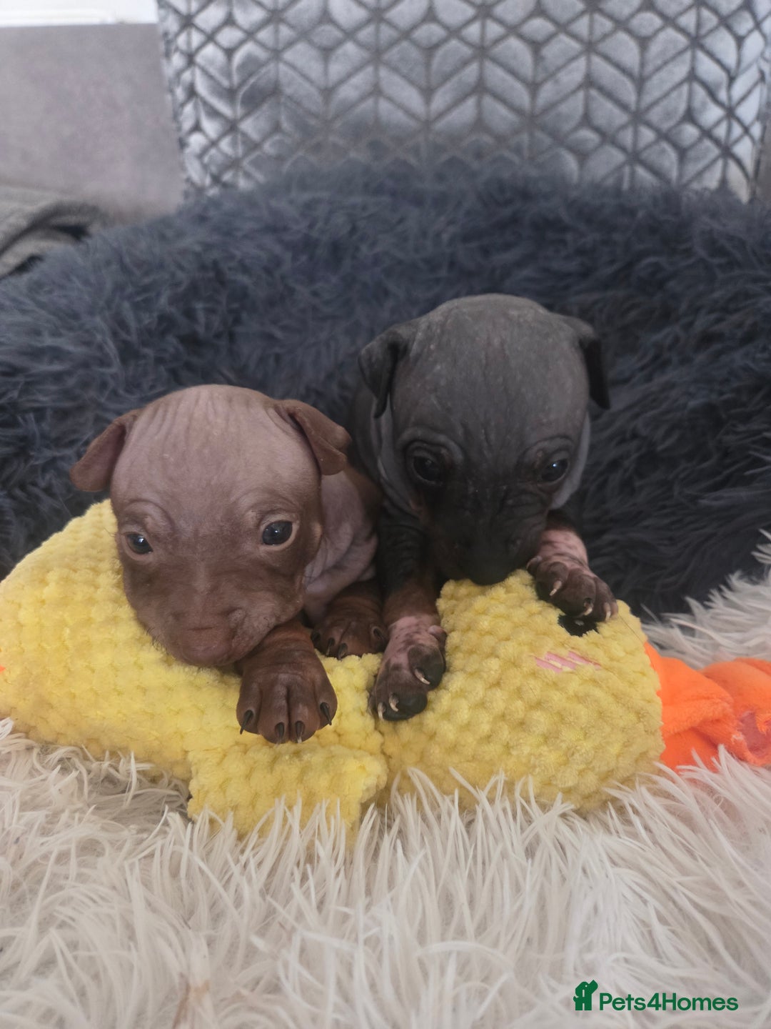 Mexican Hairless dogs for sale: American hairless terrier - Advert 6