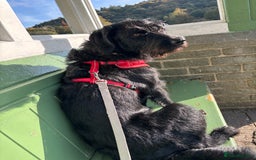 Labradoodle dogs for sale: Bonnie - Labradoodle - Advert 2