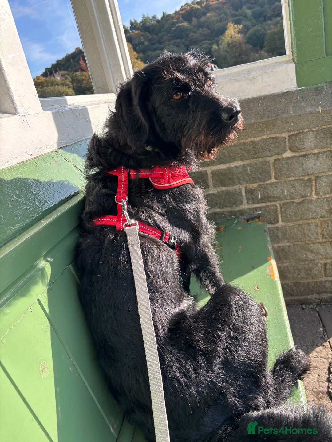 Labradoodle dogs for sale: Bonnie - Labradoodle - Advert 2