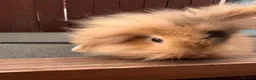 Mini Lion Lop rabbits for sale: Last male  mini lion lop  - Advert 5