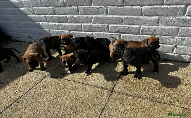 Mixed Breed dogs - Advert 14