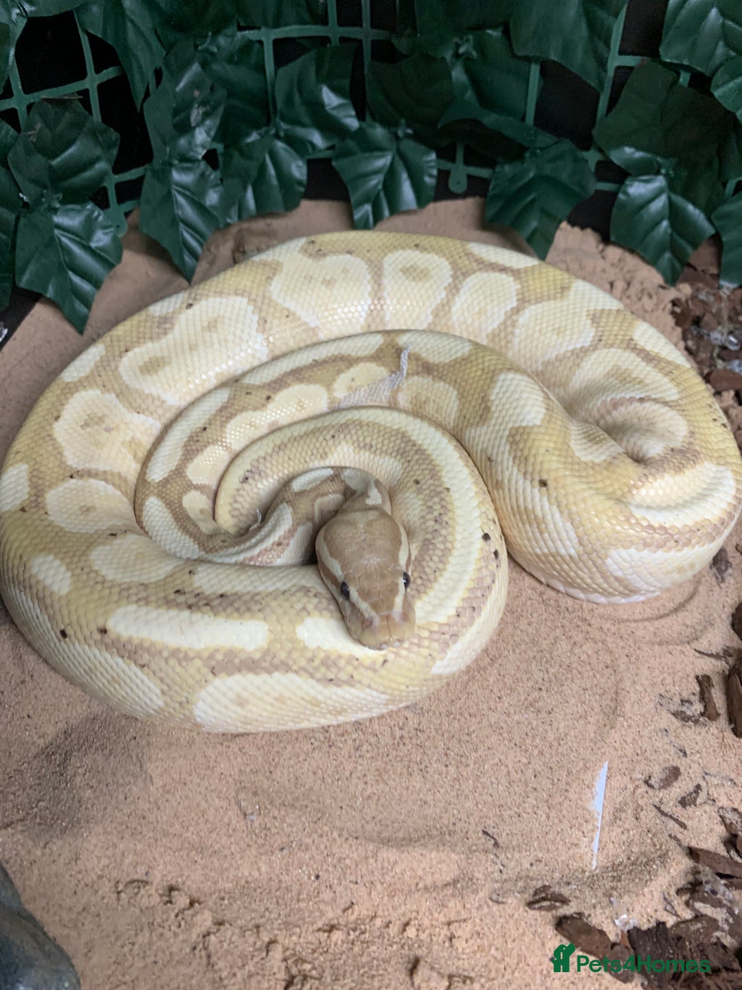 Python Snake reptiles for sale: Ball pythons for sale - Advert 1