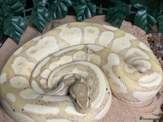 Python Snake reptiles Ball pythons for sale - Advert 1