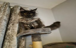 Maine Coon cats for stud: Tica Active Registered Black Smoke MaineCoon Stud in Heckmondwike - Image 5