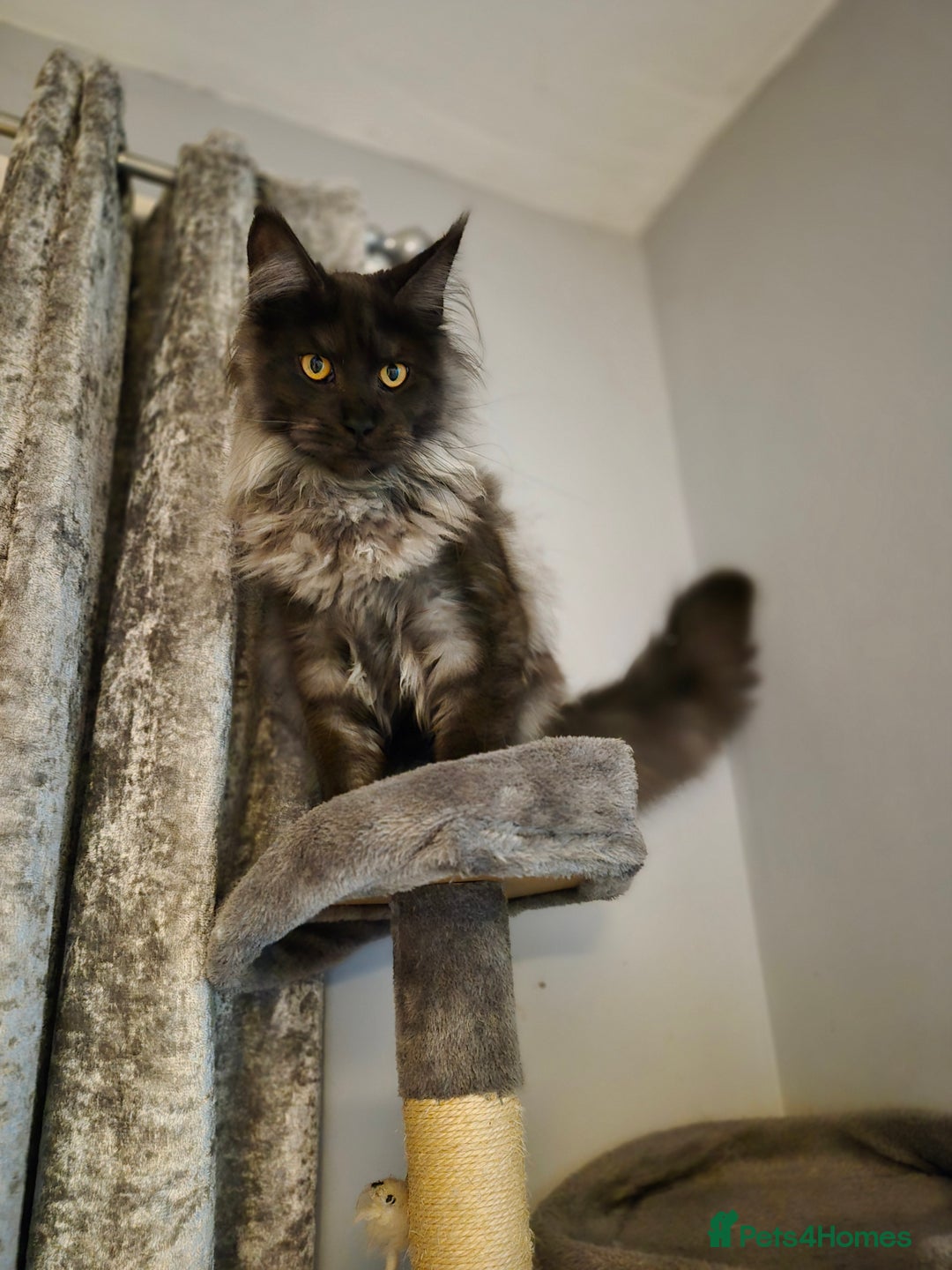 Maine Coon cats for stud: Tica Active Registered Black Smoke MaineCoon Stud in Heckmondwike - Image 5