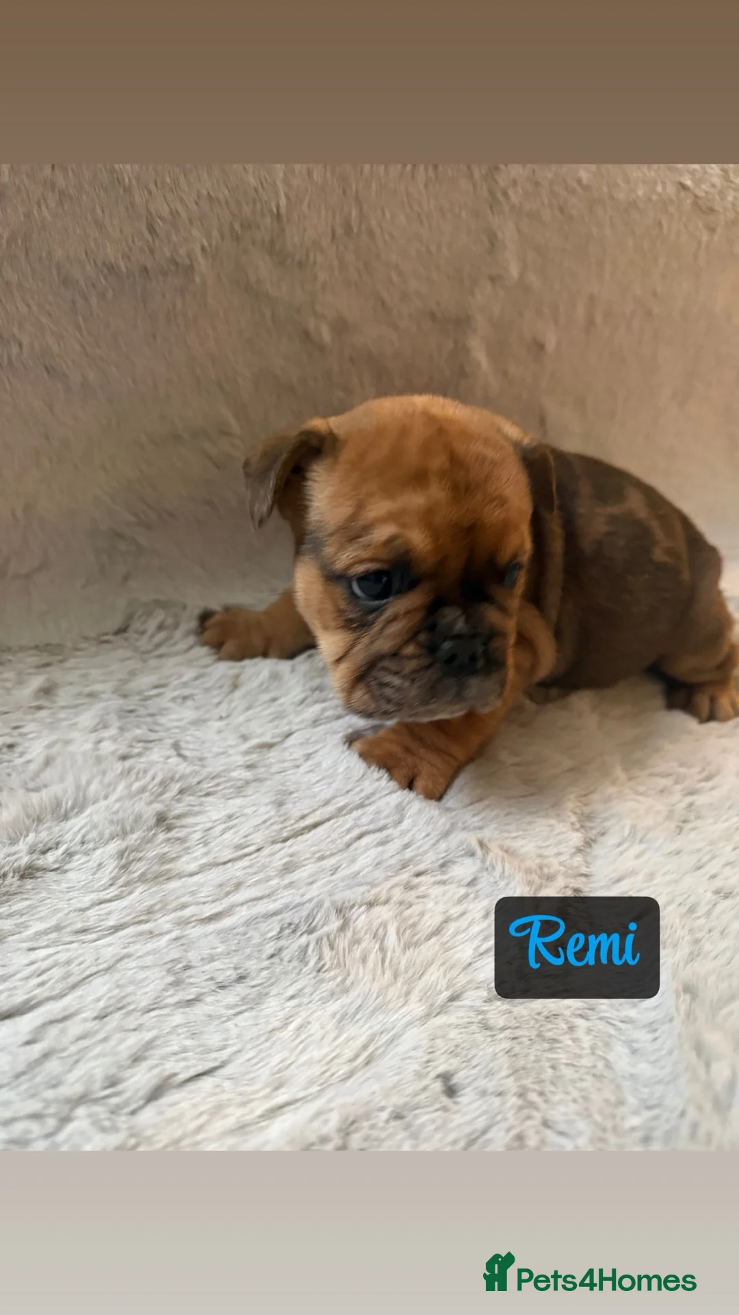 English Bulldog dogs for sale: English bulldog pups for sale  - Advert 5
