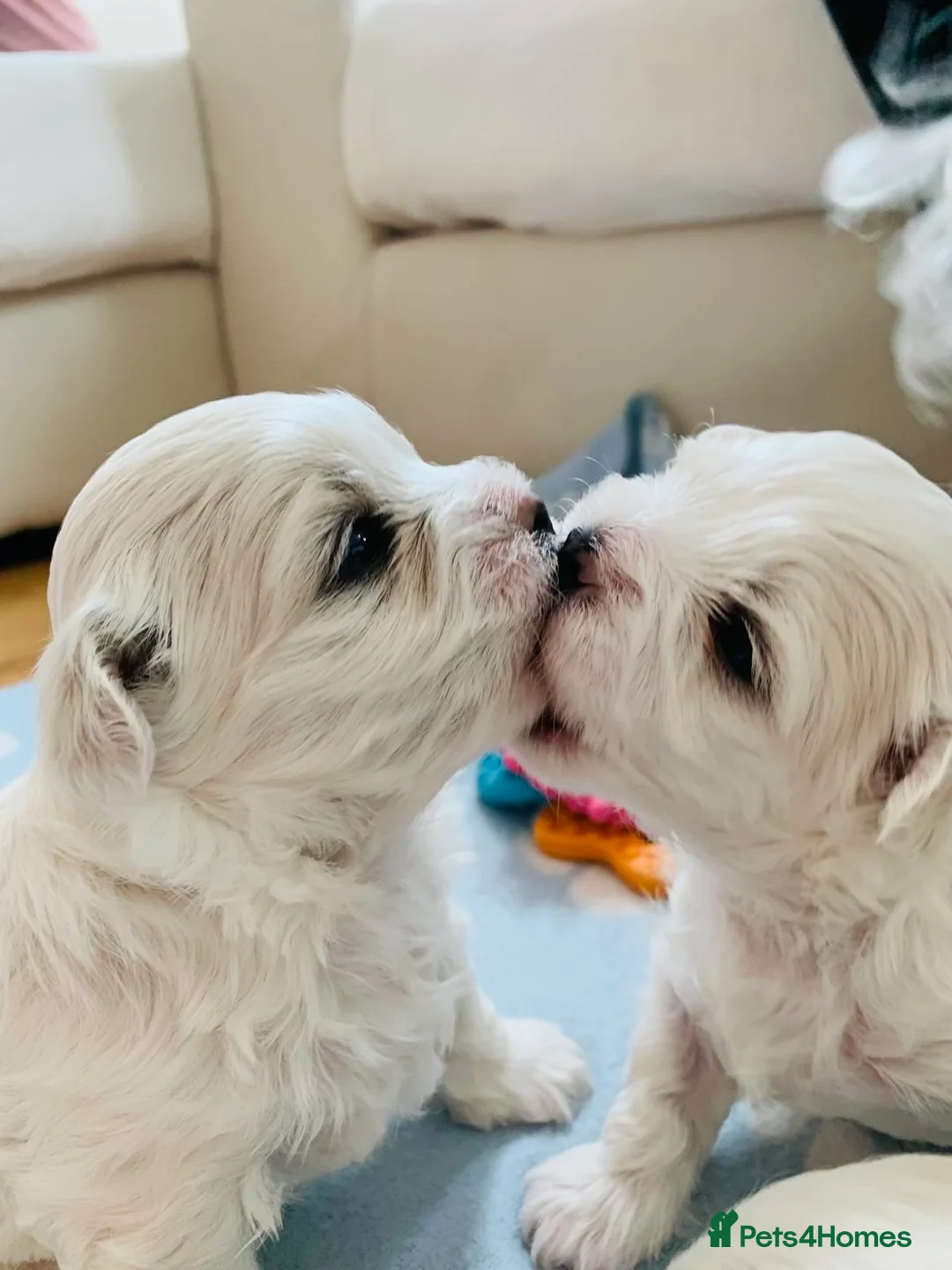 Maltese dogs for stud: Proven Full bred Maltese for stud (borehamwood) in Borehamwood - Advert 5