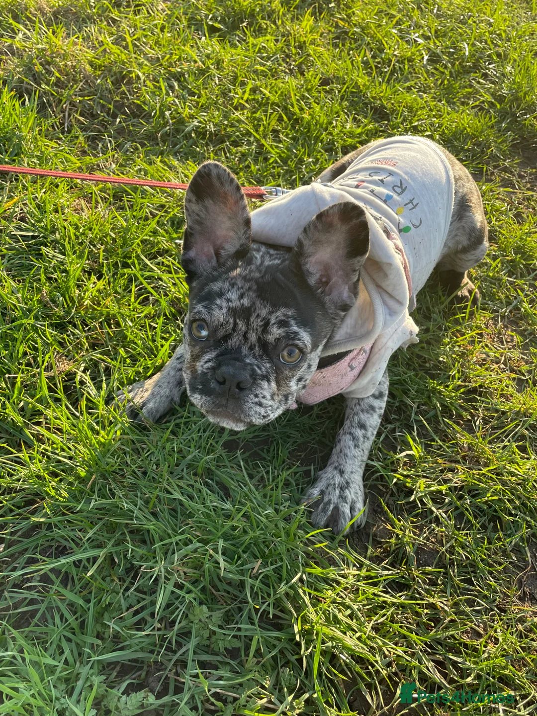 French Bulldog dogs for sale: 7 month frenchie  - Advert 2