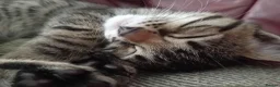 Bengal cats for sale: 4x Girls & 4x Boys – Stunning Bengal cross Kittens - Advert 34
