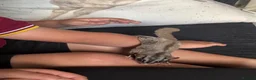 Sugar Glider rodents for sale: 2 female sugar gliders in York - Advert 4