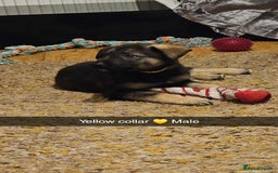 Mixed Breed dogs for sale: German Shepherd cross collie/lurcher puppies  - Image 13