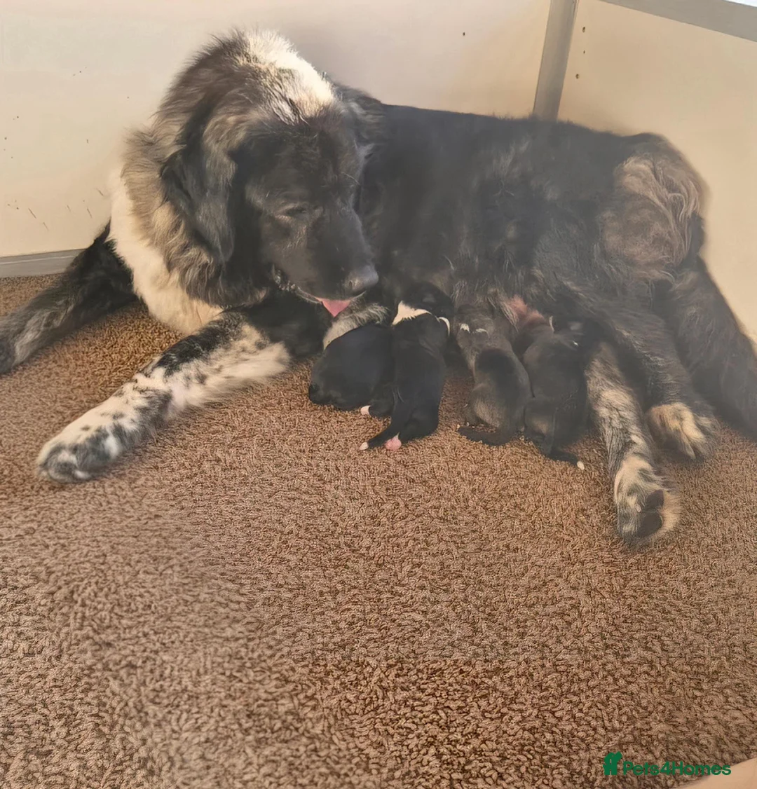 Caucasian Shepherd Dog dogs for sale: Caucasian Shepherd Puppies  - Advert 1