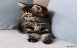 Maine Coon cats for sale: Maine Coon Kittens - Image 2