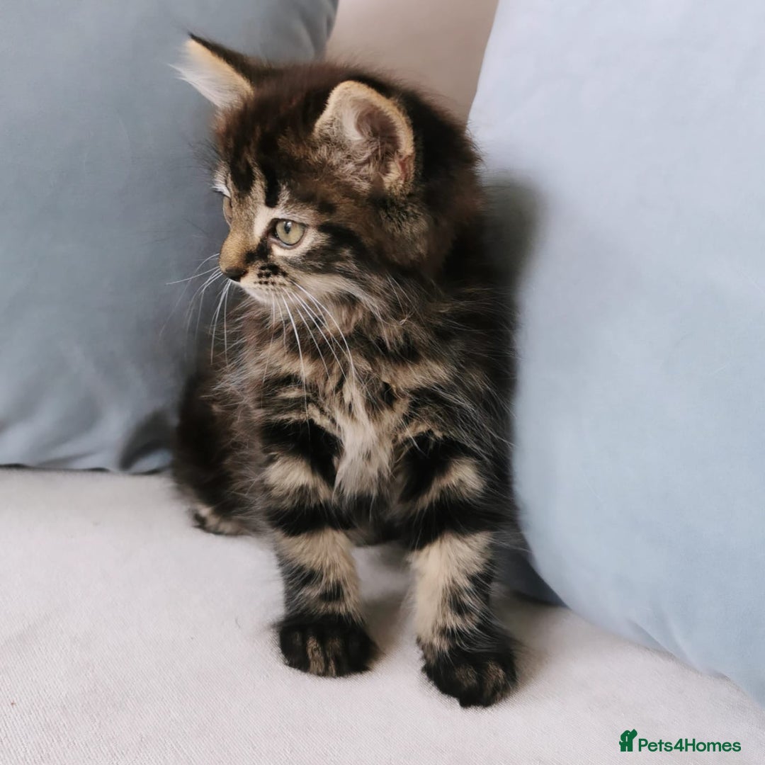 Maine Coon cats for sale: Maine Coon Kittens - Image 2