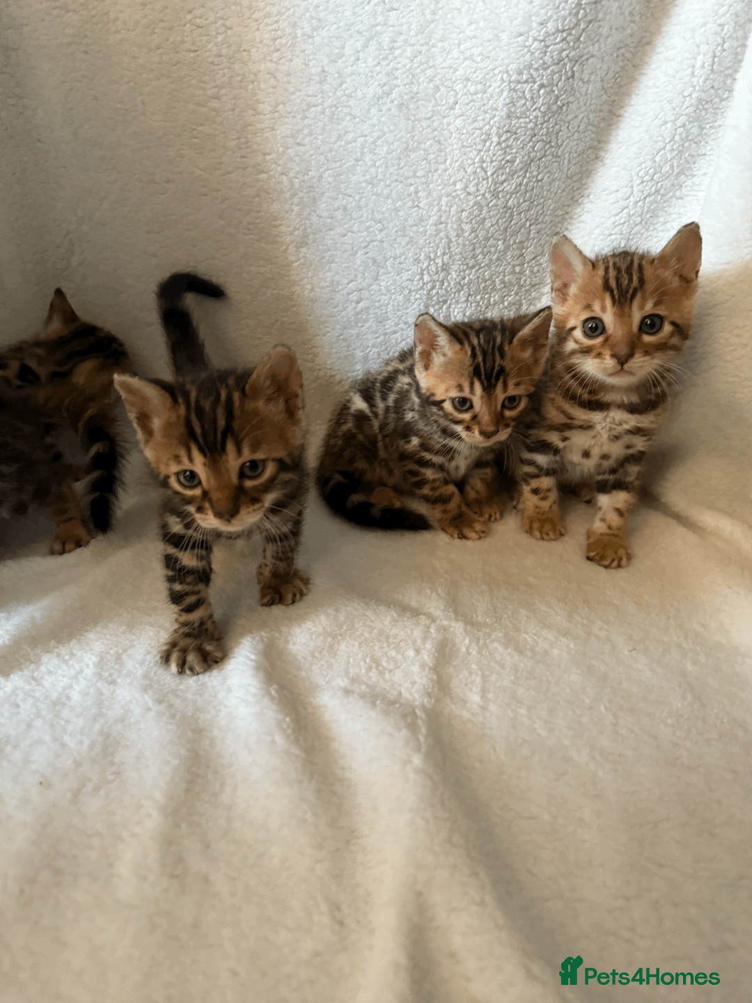 Bengal cats for sale: 5 Beautiful Bengal Brown Rosetted Kittens in London - Advert 2