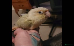 Conures birds for sale: Cinnamon and mooncheek conure - Image 2