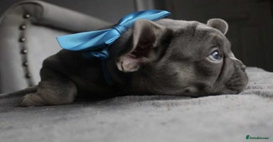 French Bulldog dogs - Advert 9