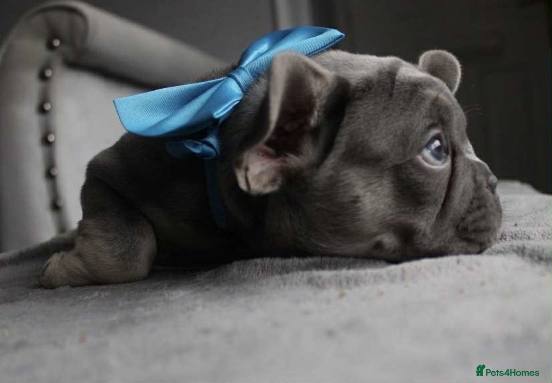 French Bulldog dogs for sale: Fluffy carrier French bulldogs - Advert 5